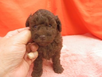トイプードル(トイ)【栃木県・男の子・2020年11月4日・ブラウン】の写真「ブラック因子持つ希少なブラウン」