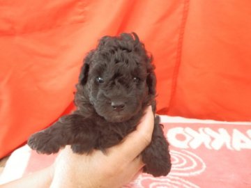 トイプードル(トイ)【栃木県・男の子・2020年4月14日・シルバー】の写真「毛量豊かでスクウェアなショートボヂィー」