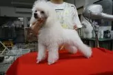 トイプードル(トイ)【栃木県・男の子・2024年4月23日・ホワイト】の写真4