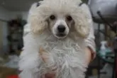 トイプードル(トイ)【栃木県・女の子・2023年8月17日・ホワイト】の写真5「11月5日撮影。毛量豊かです。」