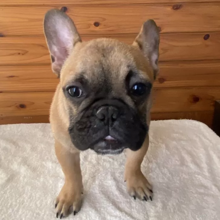 ID:2411-06855の子犬