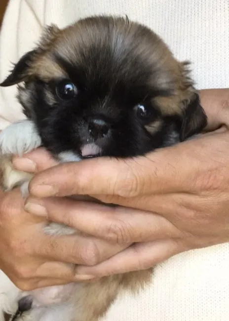 ID：1605-01443の子犬