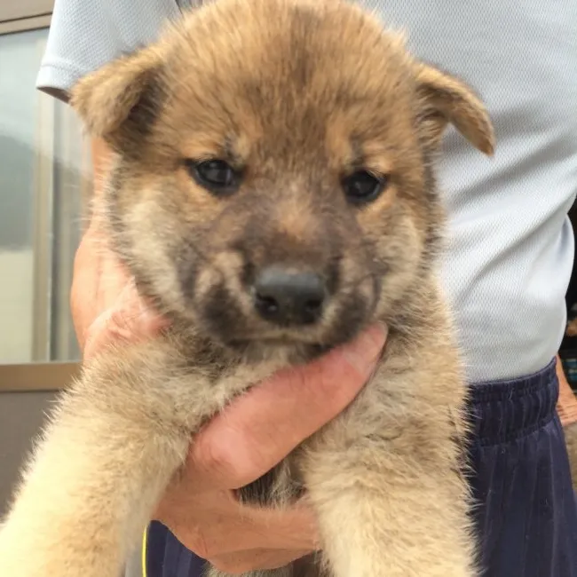 しげじ 様のお迎えした子犬