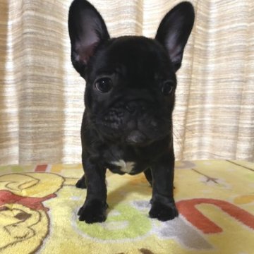 フレンチブルドッグ【富山県・男の子・2022年11月9日・ブリンドル】の写真「頭部大きく、骨量抜群！ハイクオリティな男の子」