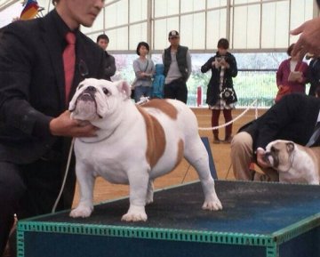 ブルドッグ【富山県・男の子・2015年4月22日・ホワイト&フォーン】の写真「骨太、迫力あるブルドッグ 男の子」