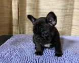 フレンチブルドッグ【富山県・女の子・2022年11月9日・ブリンドル】の写真4