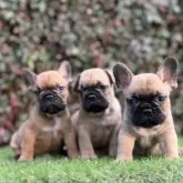 フレンチブルドッグ【大阪府・男の子・2025年9月25日・レッドフォーン】の写真10「左の男の子」