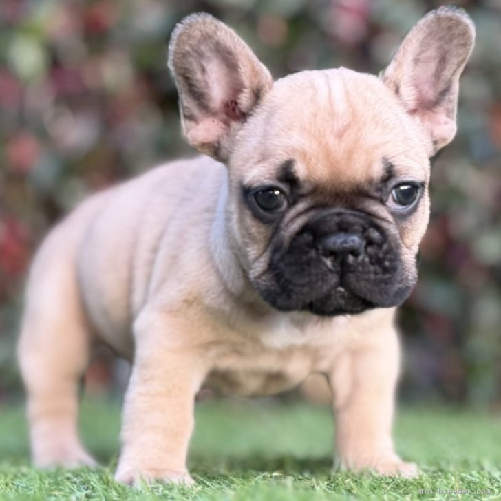 ブリーダー画像