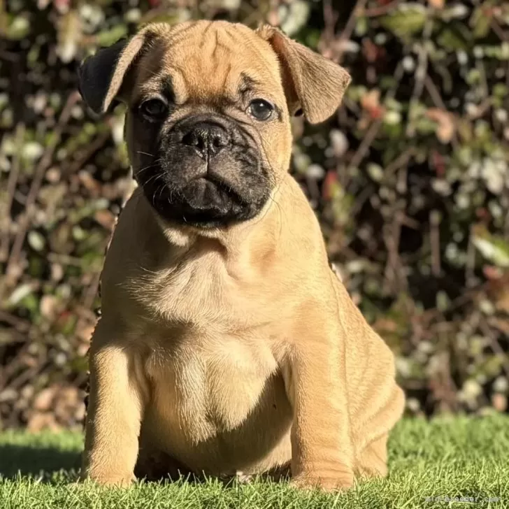 フレンチブルドッグ【大阪府・男の子・2025年9月25日・レッドフォーン】の写真1