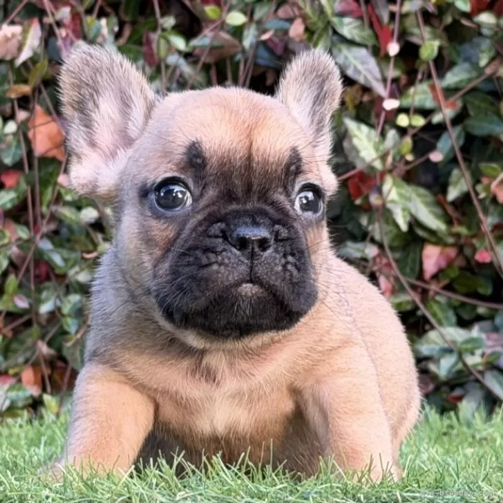 フレンチブルドッグ【大阪府・女の子・2025年9月25日・レッドフォーン】の写真1