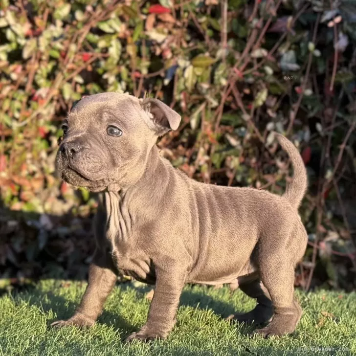 スタッフォードシャーブルテリア【大阪府・男の子・2025年10月12日・ブルー&amp;ホワイト】の写真1