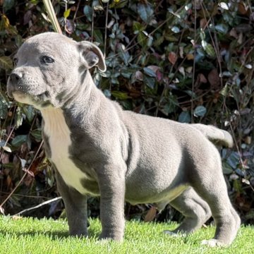 スタッフォードシャーブルテリア【大阪府・男の子・2025年10月12日・ブルー&ホワイト】の写真「ブルー🩵の男の子。ジュノンにそっくりさん」