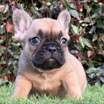 フレンチブルドッグ【大阪府・女の子・2025年9月25日・レッドフォーン】の写真「綺麗なオレンジ🧡フォーン❣️」