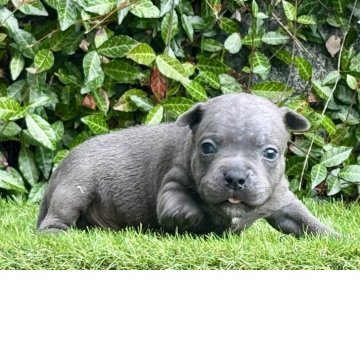 スタッフォードシャーブルテリア【大阪府・男の子・2025年6月25日・ブルー】の写真「ブルー一色🩵血統優良」