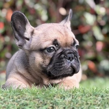 フレンチブルドッグ【大阪府・男の子・2025年9月22日・フォーン】の写真「父犬そっくりなBIG長男❣️  のんびりやさん」