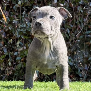 スタッフォードシャーブルテリア【大阪府・男の子・2025年10月12日・ブルー&ホワイト】の写真「ブルー🩵の男の子。ジュノンにそっくりさん。」