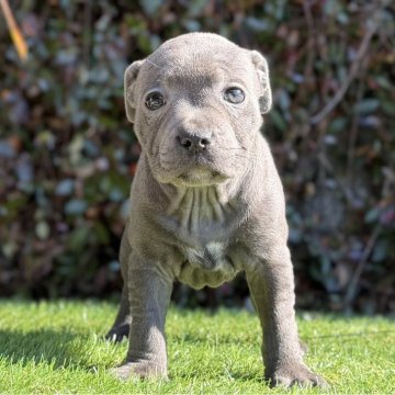 スタッフォードシャーブルテリア【大阪府・女の子・2025年10月12日・ブルー&ホワイト】の写真「ブルー🩵の女の子。幼顔ちゃん🩷」