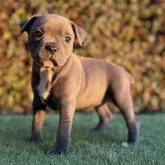 スタッフォードシャーブルテリア