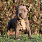 スタッフォードシャーブルテリア