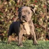 スタッフォードシャーブルテリア