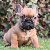 フレンチブルドッグ