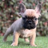 フレンチブルドッグ