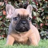 フレンチブルドッグ