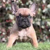 フレンチブルドッグ