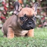 フレンチブルドッグ