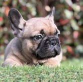 フレンチブルドッグ