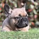 フレンチブルドッグ