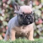 フレンチブルドッグ