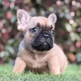 フレンチブルドッグ【大阪府・女の子・2025年9月25日・レッドフォーン】の写真3