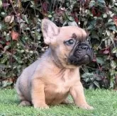 フレンチブルドッグ【大阪府・女の子・2025年9月25日・レッドフォーン】の写真4