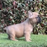 フレンチブルドッグ【大阪府・女の子・2025年9月25日・レッドフォーン】の写真8