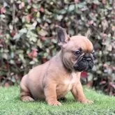 フレンチブルドッグ【大阪府・男の子・2025年9月25日・レッドフォーン】の写真5