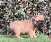 フレンチブルドッグ【大阪府・女の子・2025年9月22日・レッドフォーン】の写真5