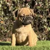 フレンチブルドッグ【大阪府・男の子・2025年9月25日・レッドフォーン】の写真7