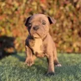 スタッフォードシャーブルテリア【大阪府・女の子・2025年10月12日・ブルー&ホワイト】の写真3