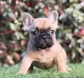 フレンチブルドッグ【大阪府・女の子・2025年9月25日・レッドフォーン】の写真2