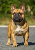 フレンチブルドッグ【大阪府・男の子・2025年2月23日・ブリンドル】の写真9「父犬　メッシ」
