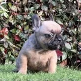 フレンチブルドッグ【大阪府・女の子・2025年9月25日・レッドフォーン】の写真5