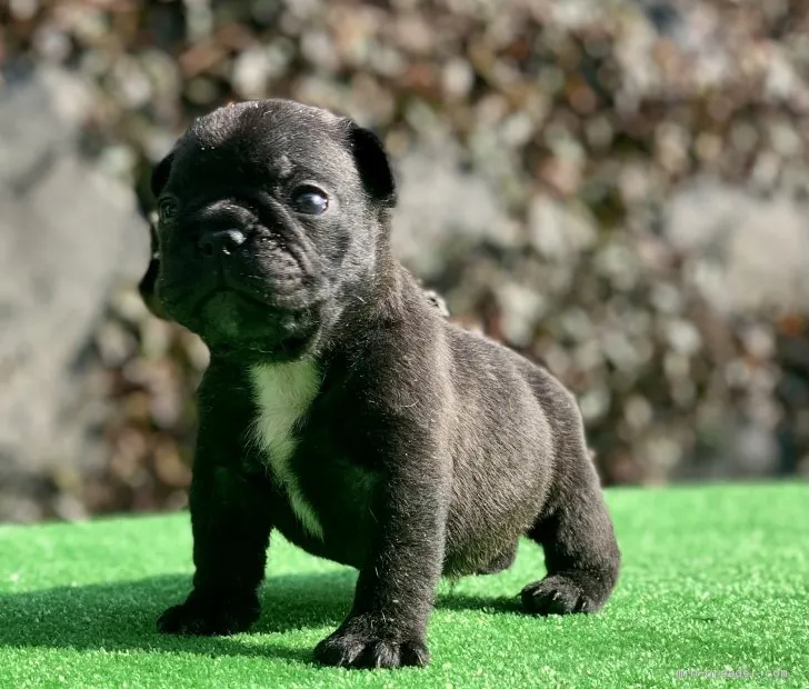 ID:2102-02331の子犬