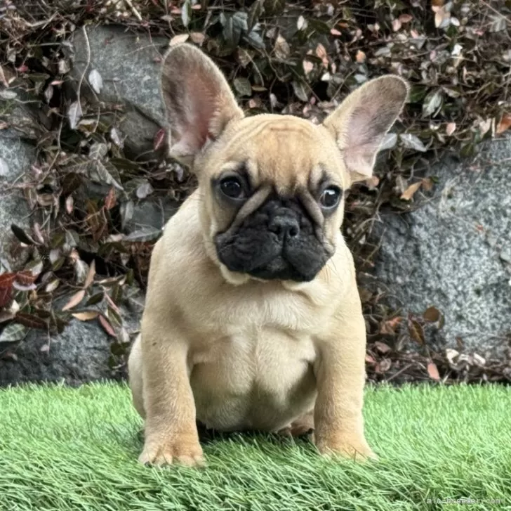 ID：2312-01946の子犬