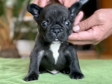 フレンチブルドッグ【大阪府・男の子・2021年3月30日・ブリンドル】の写真「コンパクト男の子❣️」