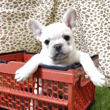 フレンチブルドッグ【新潟県・男の子・2025年11月15日・クリーム】の写真「マイペースな男の子　両親共にDMクリアーです。」