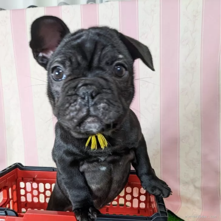ID:2402-06795の子犬