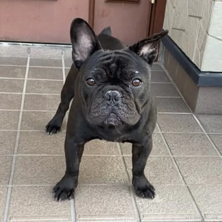 ID：2409-03041の子犬