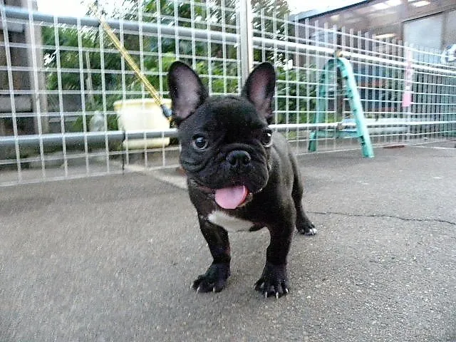 ID:1705-00129の子犬