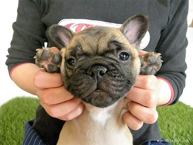 金太郎 様のお迎えした子犬